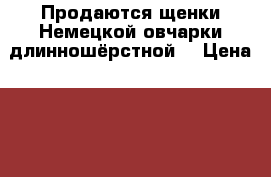 Продаются щенки Немецкой овчарки длинношёрстной! › Цена ­ 15 000 - Амурская обл. Животные и растения » Собаки   . Амурская обл.